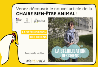 stérilisation des chiens